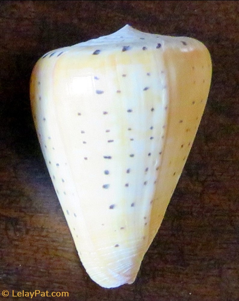 coquillage fossile gastropodum conus betulinus