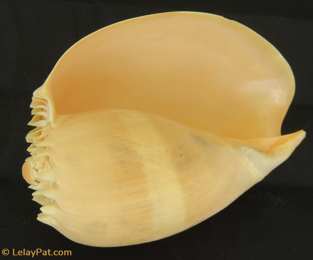 Melo diadema coquillage fossile gastropodum melo diadema