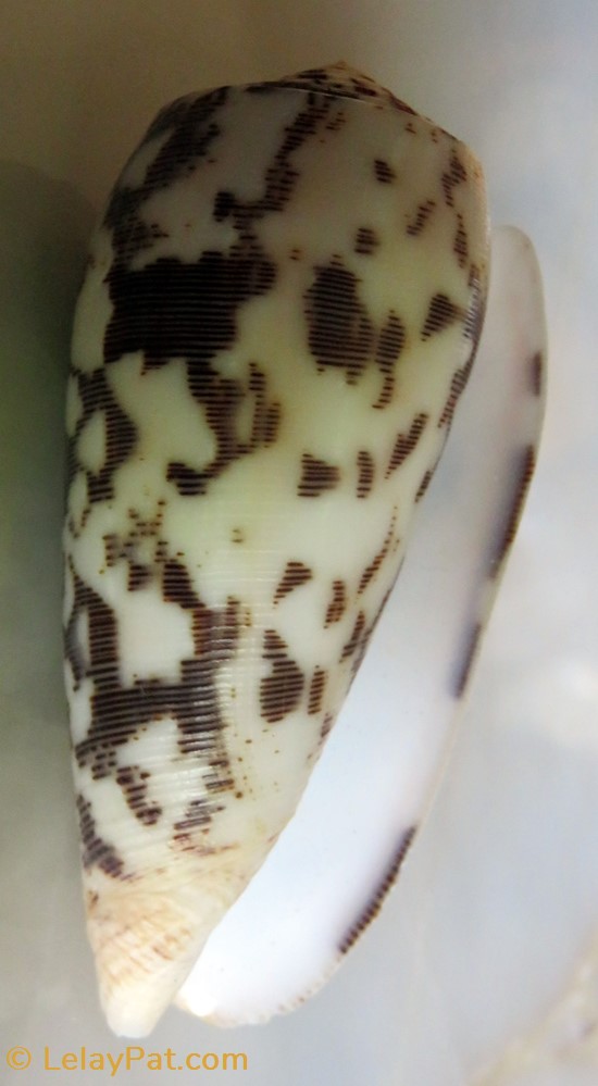 Conus striatus 5 coquillage fossile gastropodum conus striatus