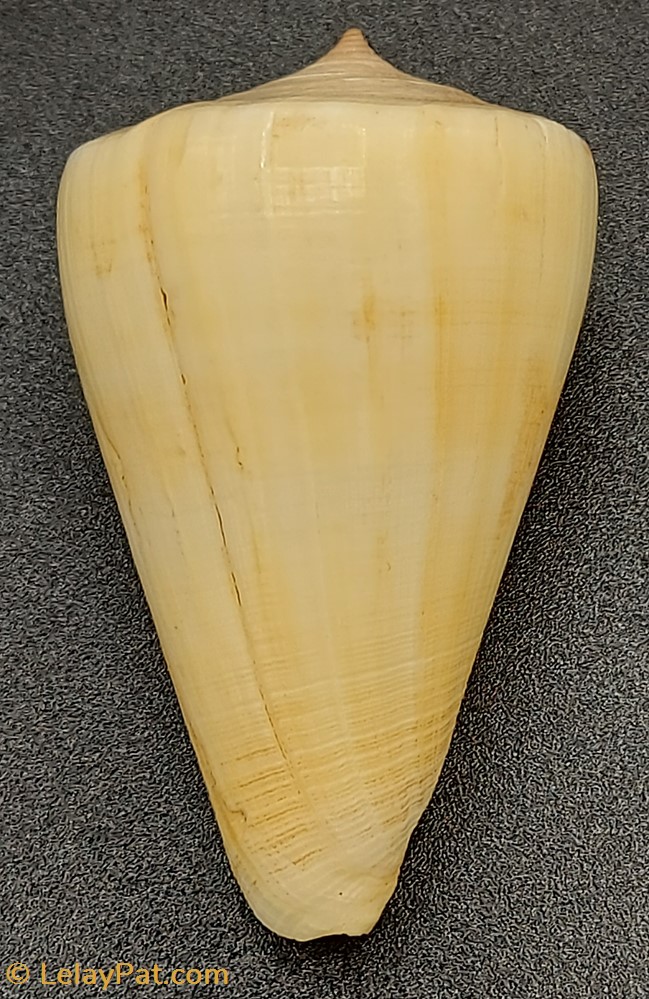 Conus quercinus (albonerosa) coquillage fossile gastropodum conus quercinus albonerosa