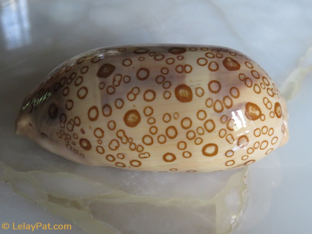 coquillage fossile gastropodum arestorides argus porcelaine argus