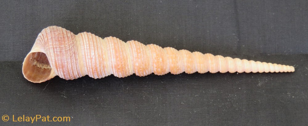 coquillage fossile gastropodum turritella terebra