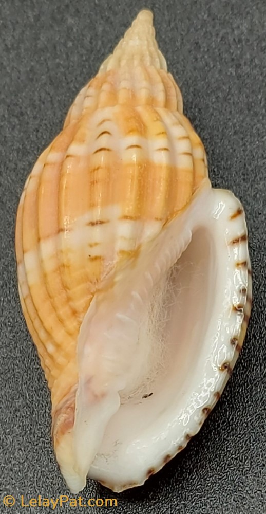 Lyria delessertiana coquillage fossile gastropodum lyria delessertiana