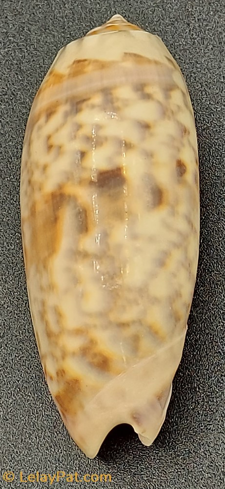 Oliva tremulina flammeacolor coquillage fossile gastropodum oliva tremulina flammeacolor