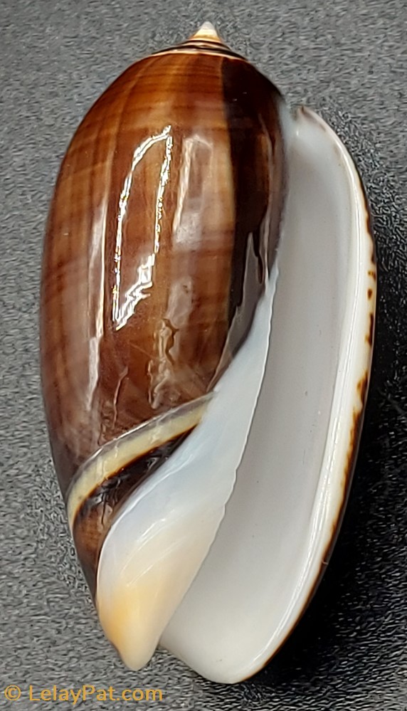 coquillage fossile gastropodum oliva tremulina tenebrosa