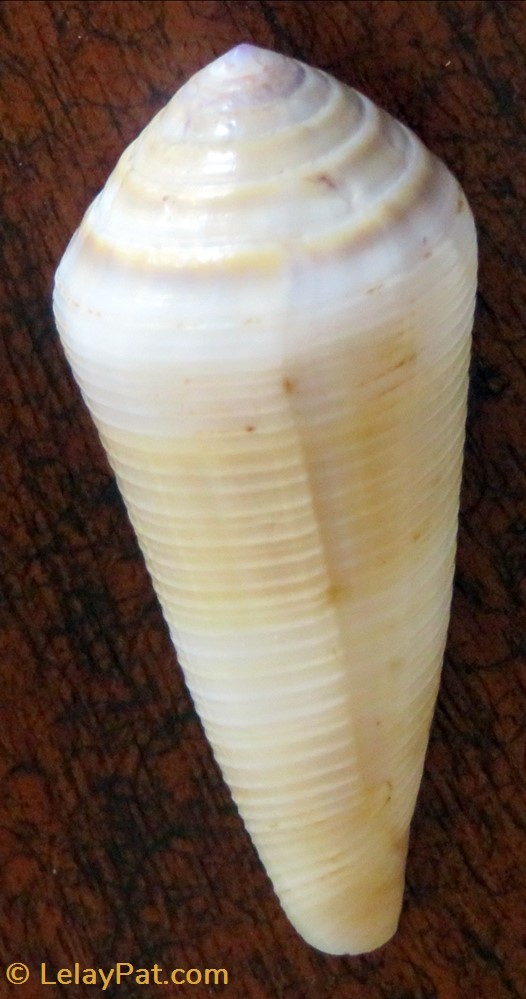 Conus terebra coquillage fossile gastropodum conus terebra