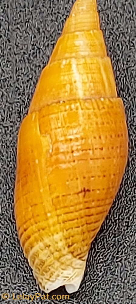 Nebularia acuminata coquillage fossile gastropodum nebularia acuminata