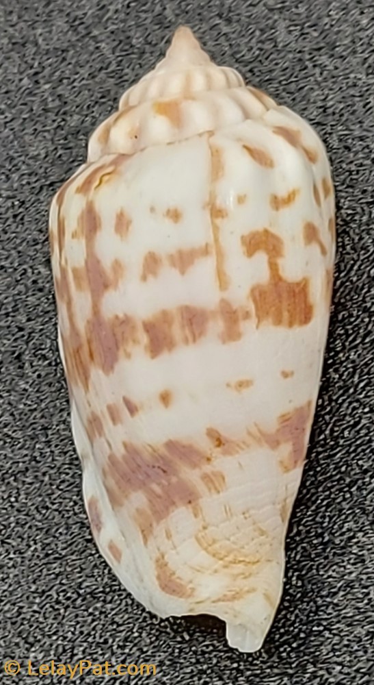 coquillage fossile gastropodum decorus conomurex