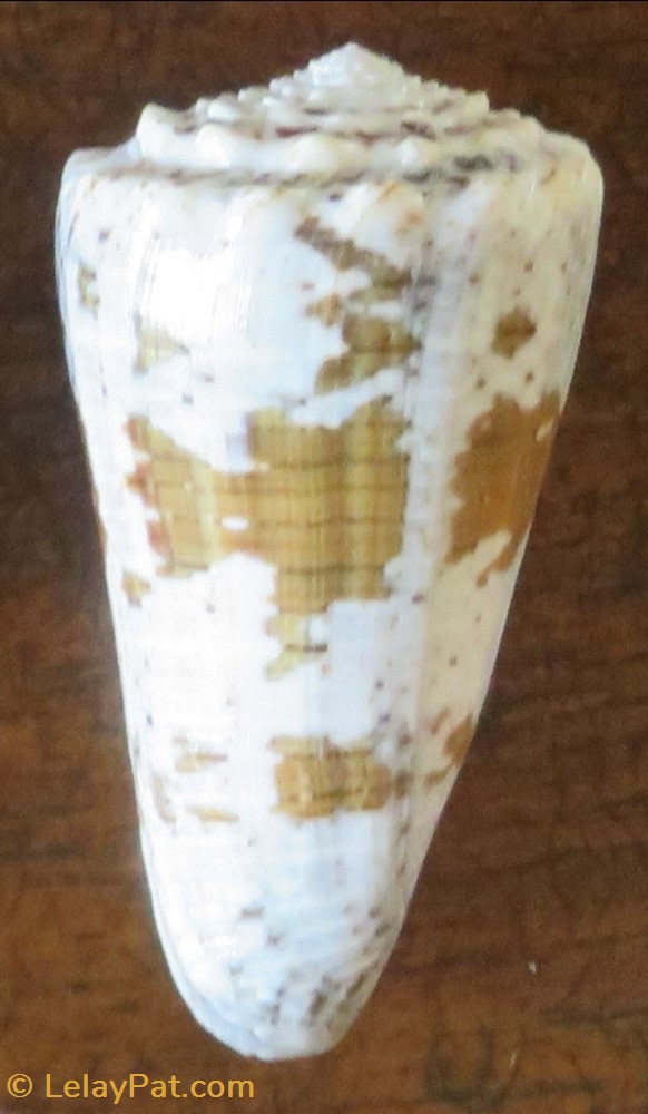 coquillage fossile gastropodum conus imperialis