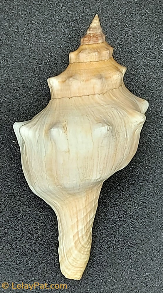 Fusinus rostratus 4 coquillage fossile gastropodum fusinus rostratus