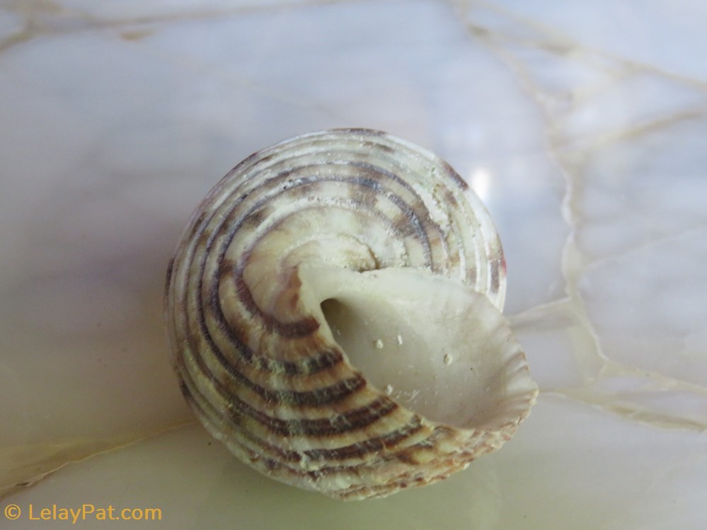 Turbo bruneus coquillage fossile gastropodum turbo bruneus