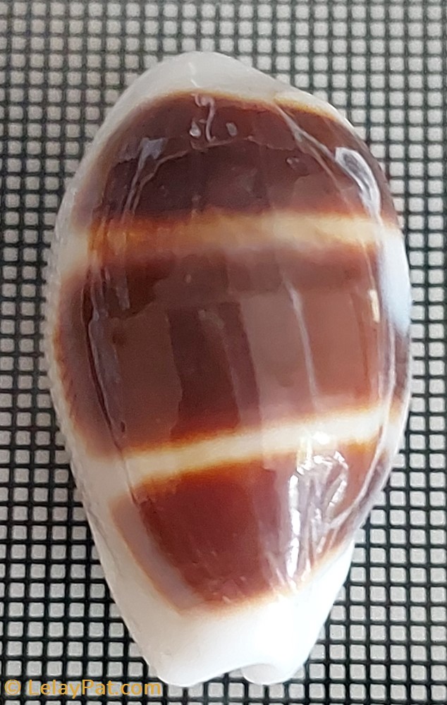 coquillage fossile gastropodum palmadusta asellus