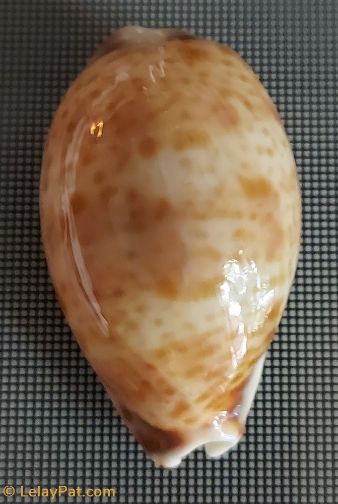 Erronea caurica coquillage fossile gastropodum erronea caurica