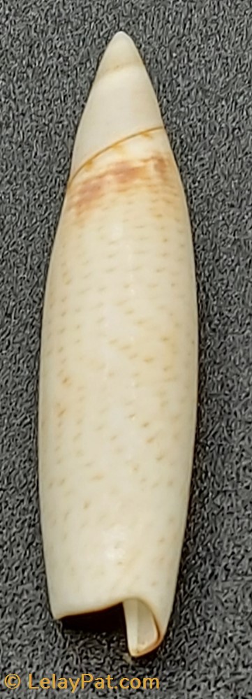 Terebellum terebellum coquillage fossile gastropodum terebellum terebellum
