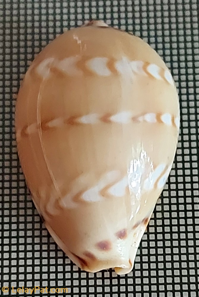 Palmadusta ziczac coquillage fossile gastropodum palmadusta ziczac
