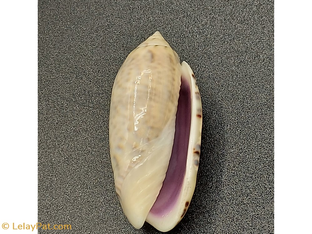 Oliva caerulea episcopalis coquillage fossile gastropodum oliva caerulea episcopalis