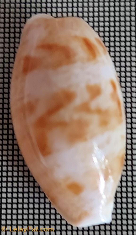 coquillage fossile gastropodum talostolida teres alveolus variete