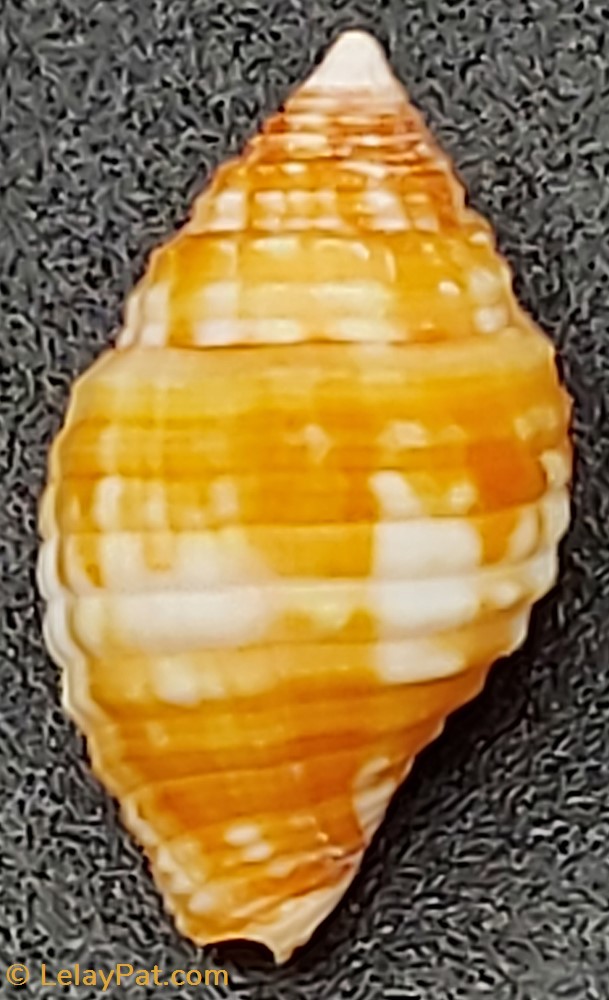 Mitra cucumerina 2 coquillage fossile gastropodum mitra cucumerina