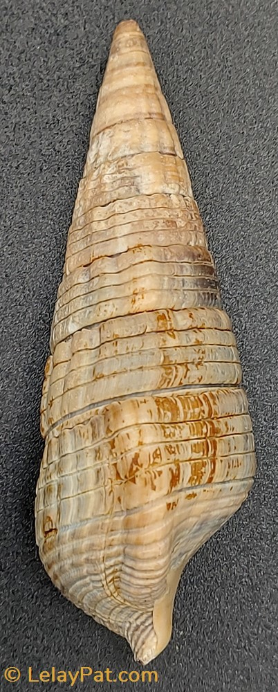 Terebralia palustris coquillage fossile gastropodum terebralia palustris