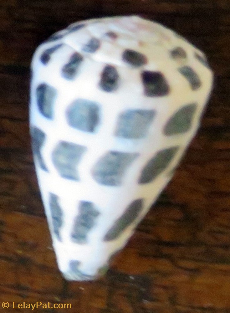 coquillage fossile gastropodum conus ebraeus