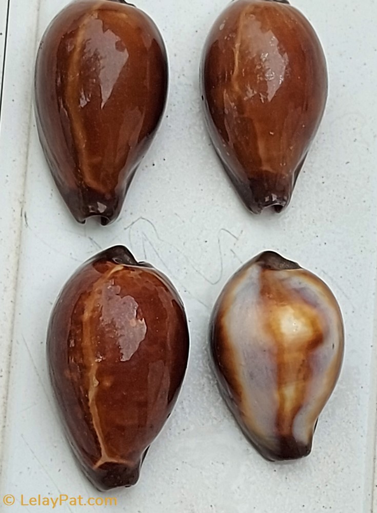 Erronea onyx 3 coquillage fossile gastropodum erronea onyx