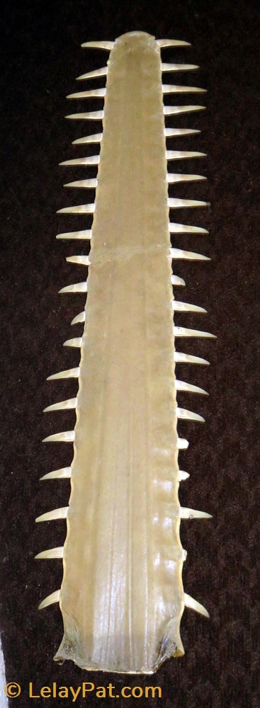 Rostre de requin-scie (Pristiophoriforme) coquillage fossile rostre de requin scie pristiophoriforme