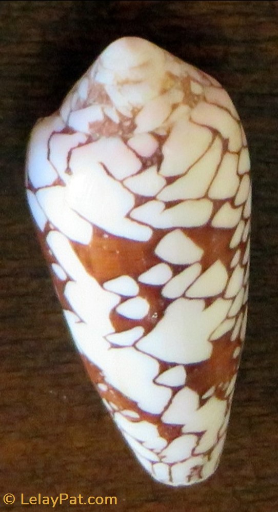 Conus omaria coquillage fossile gastropodum conus omaria