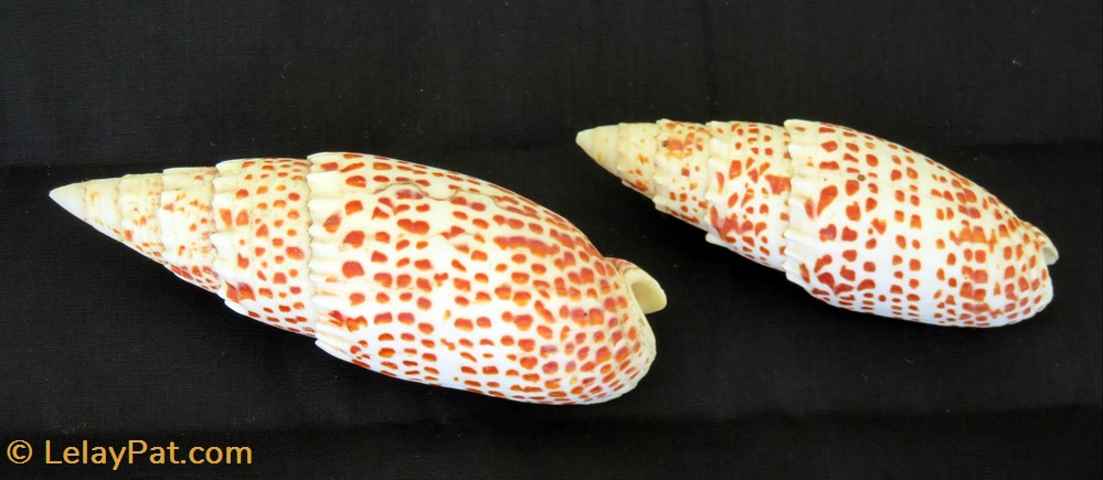 Mitra papalis 2 coquillage fossile gastropodum mitra papalis
