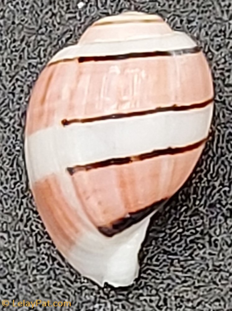Amplustrum amplustre coquillage fossile gastropodum amplustrum amplustre