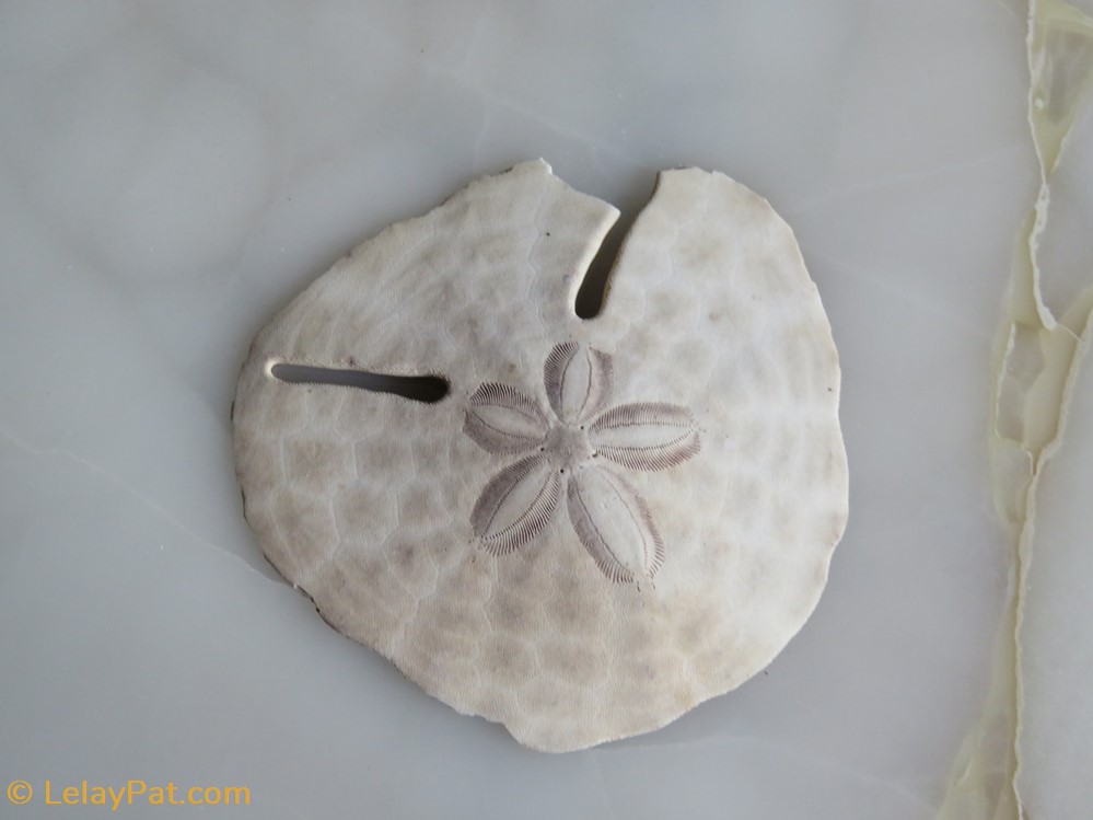 Echinodiscus bisperforatus 2 coquillage fossile autre echinodiscus bisperforatus