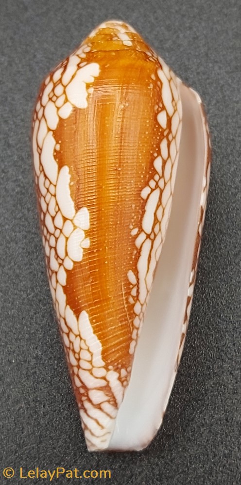coquillage fossile gastropodum conus episcopatus