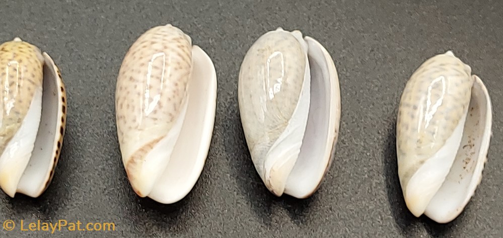 Oliva bulbosa inflata 2 coquillage fossile gastropodum oliva bulbosa inflata