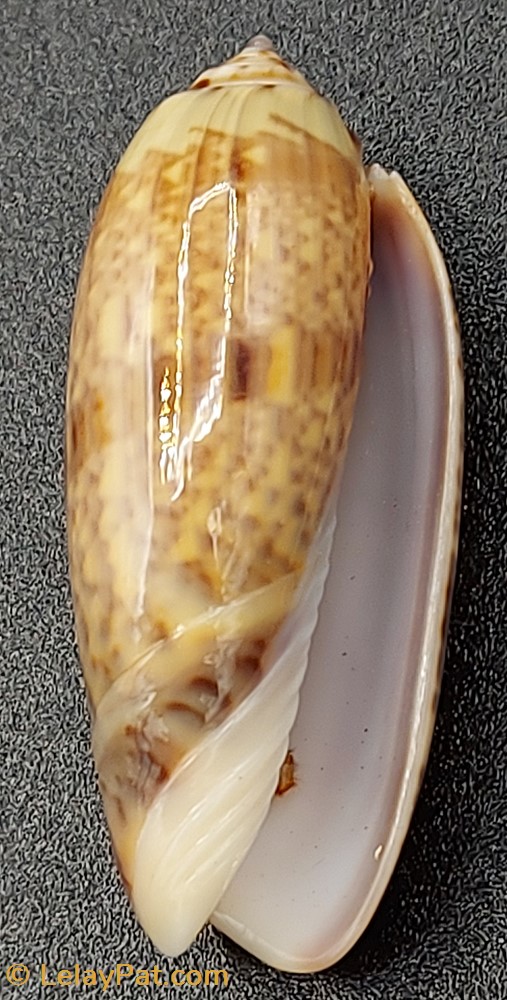 Oliva miniacea tremulina 5 coquillage fossile gastropodum oliva miniacea tremulina