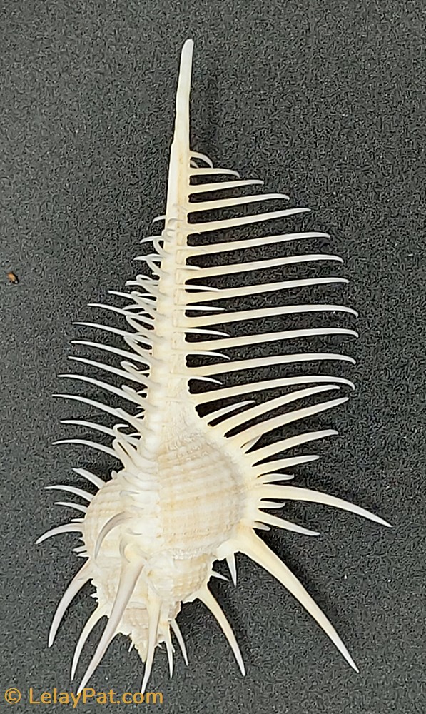 Murex pecten coquillage fossile gastropodum murex pecten