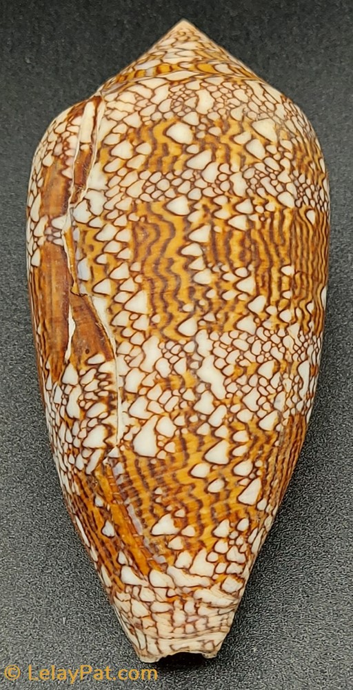 Conus textile (var. eutrios) coquillage fossile gastropodum conus textile var eutrios