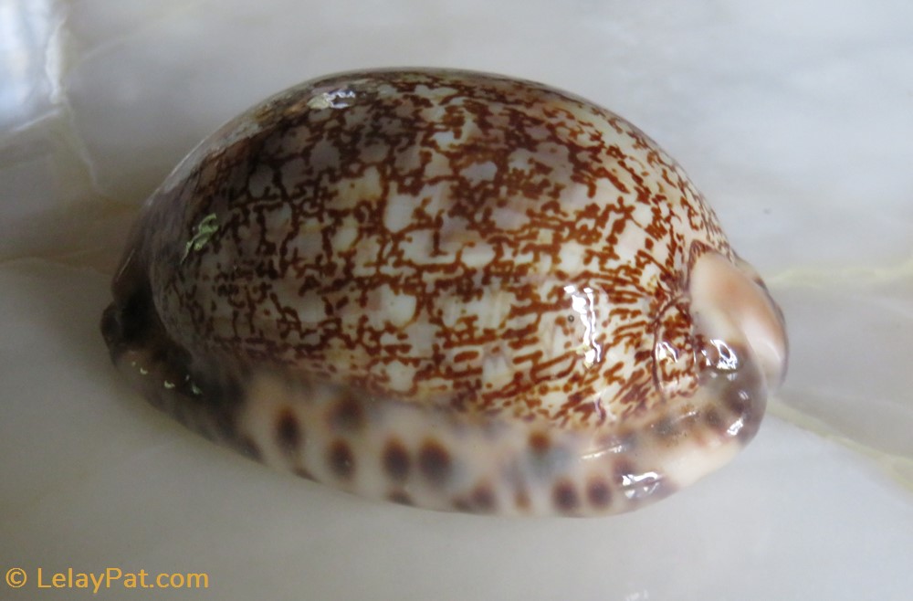 Mauriciana arabica coquillage fossile gastropodum mauriciana arabica