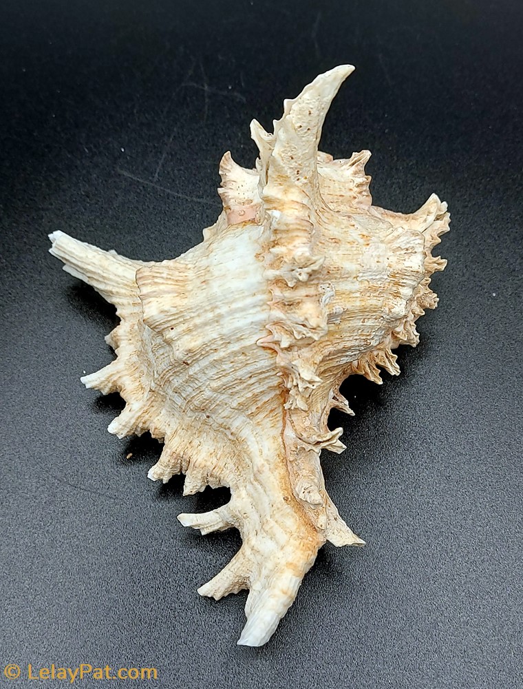 coquillage fossile gastropodum chicoreus ramosus