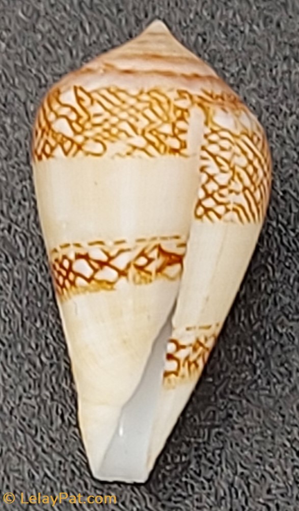 Conus mercator coquillage fossile gastropodum conus mercator