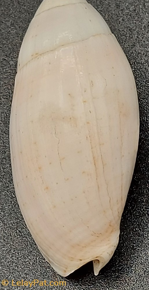 coquillage fossile gastropodum pterygia nucea