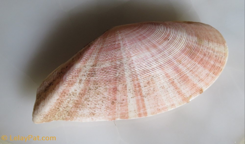 Tellina radiata coquillage fossile bivalvium tellina radiata