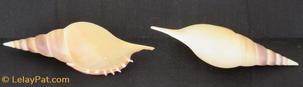 Tibia martinii 2 coquillage fossile gastropodum tibia martinii