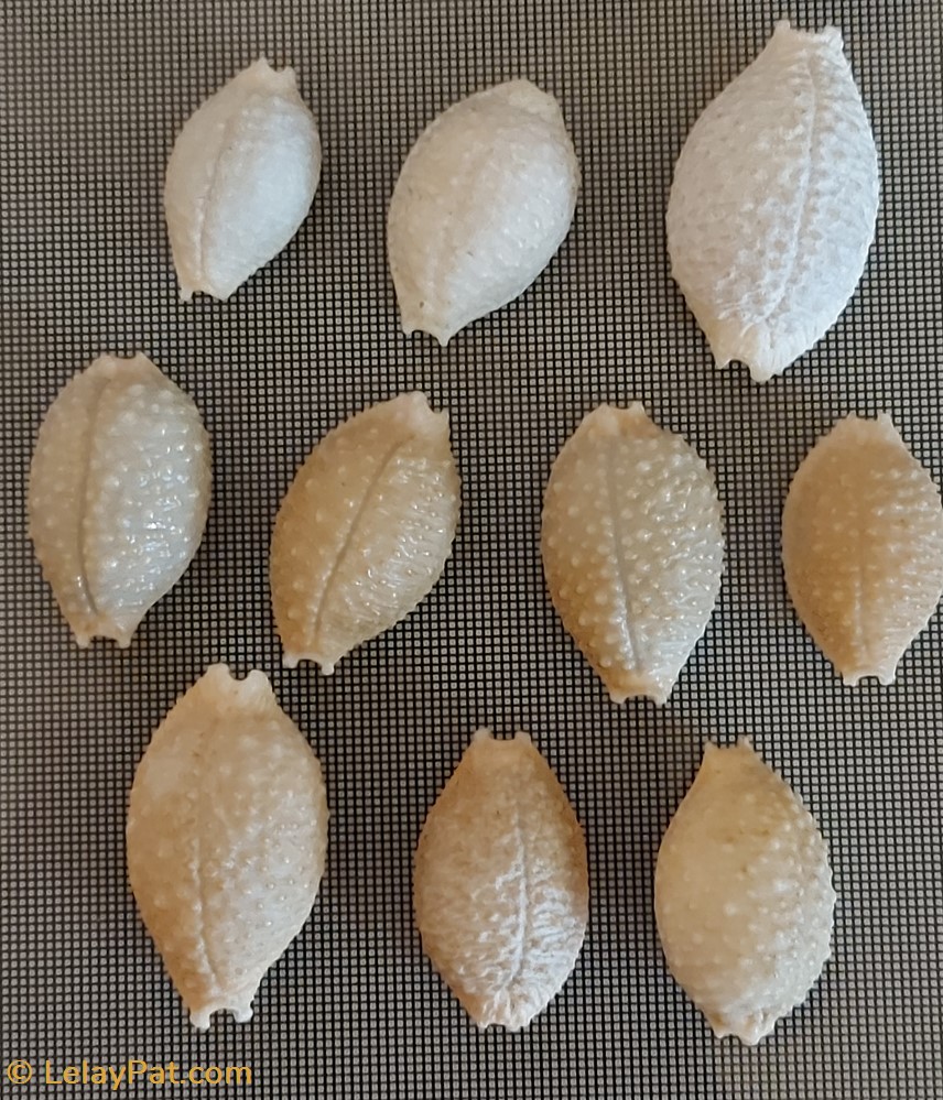 coquillage fossile gastropodum cypraea nucleus