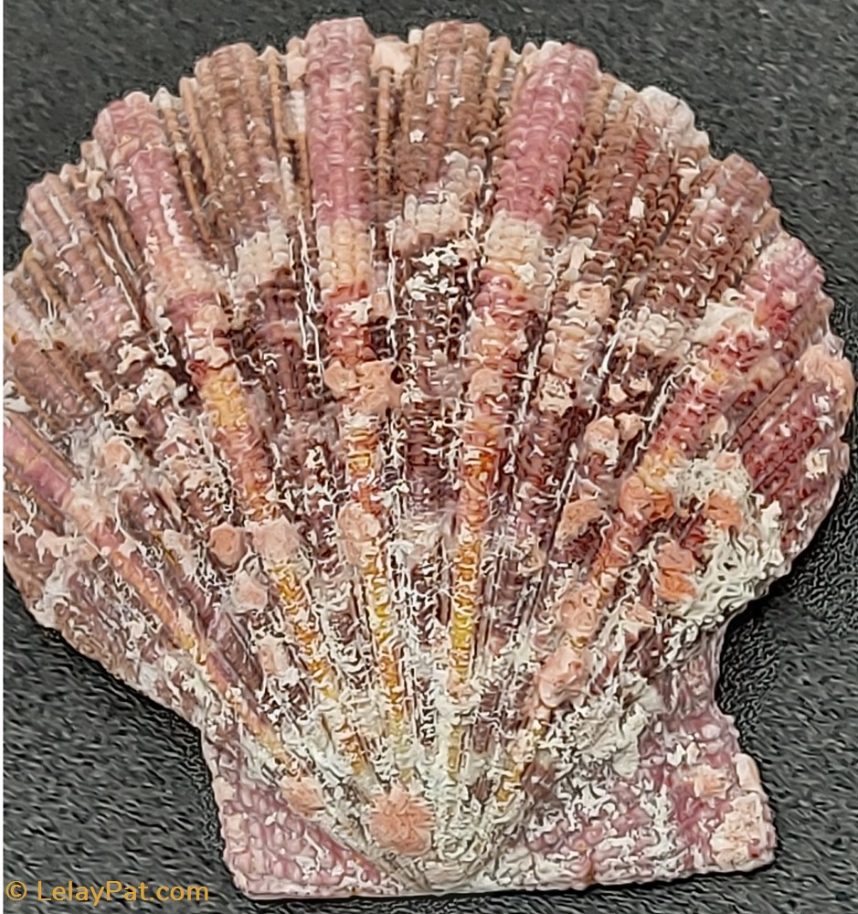 Gloripallium pallium 3 coquillage fossile bivalvium gloripallium pallium