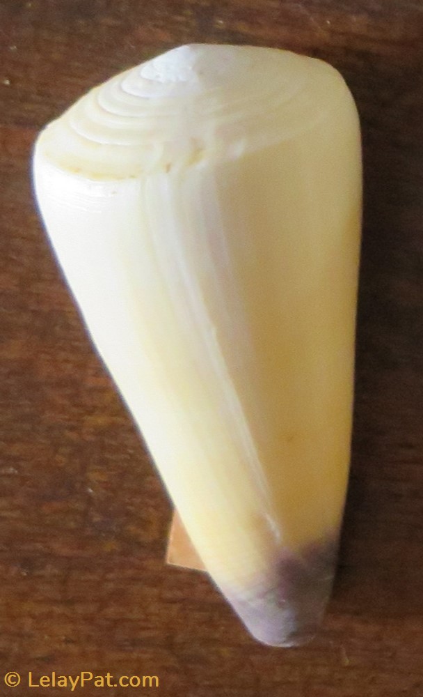 coquillage fossile gastropodum conus virgo