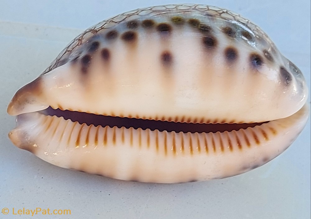 coquillage fossile gastropodum mauricia histrio