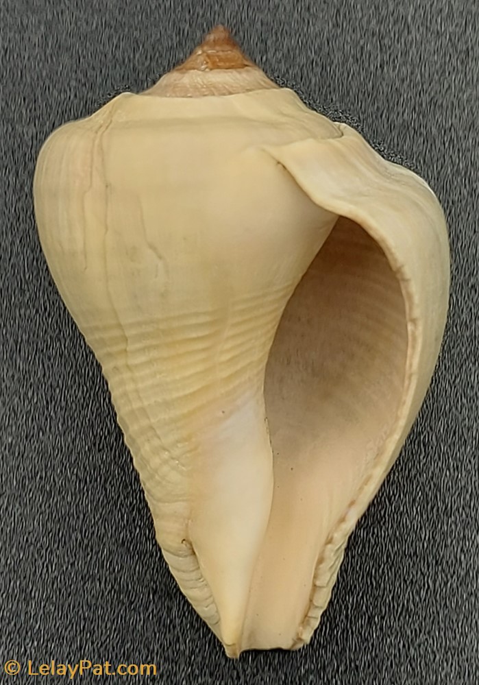 coquillage fossile gastropodum strombus