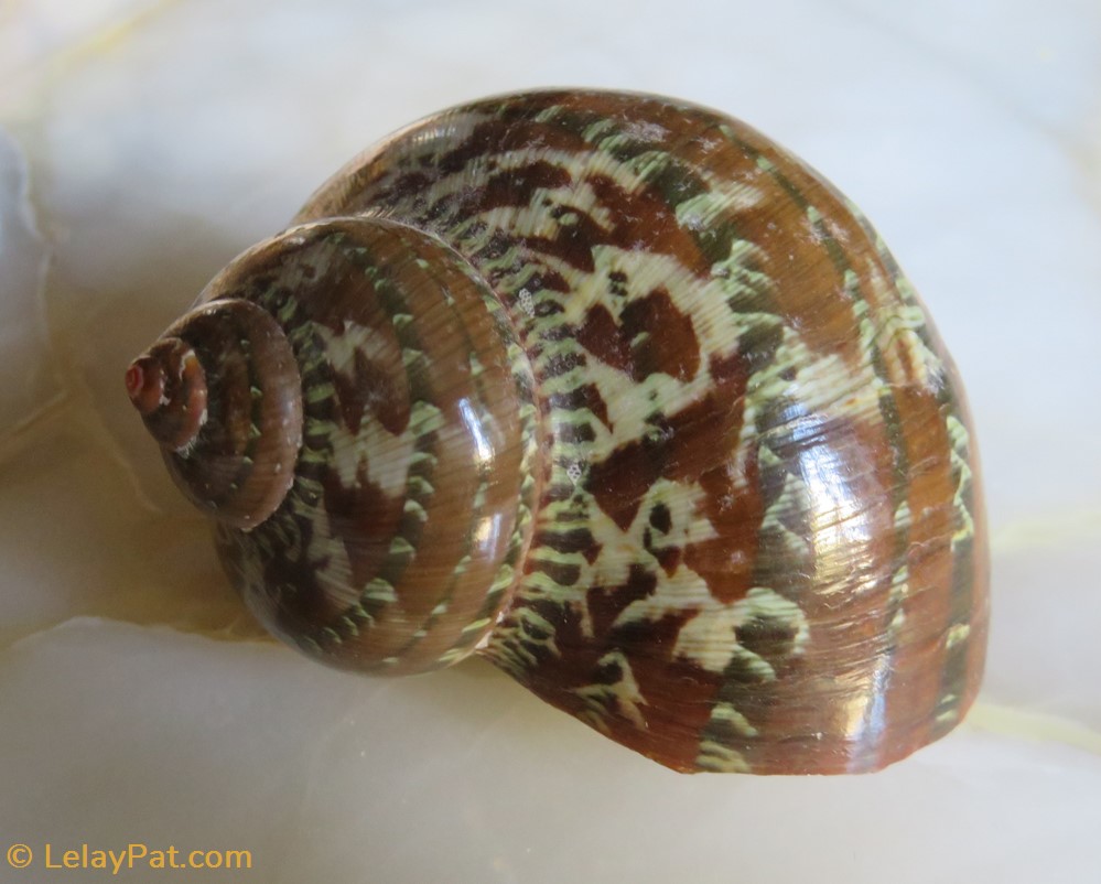 Turbo petholatus 2 coquillage fossile gastropodum turbo petholatus