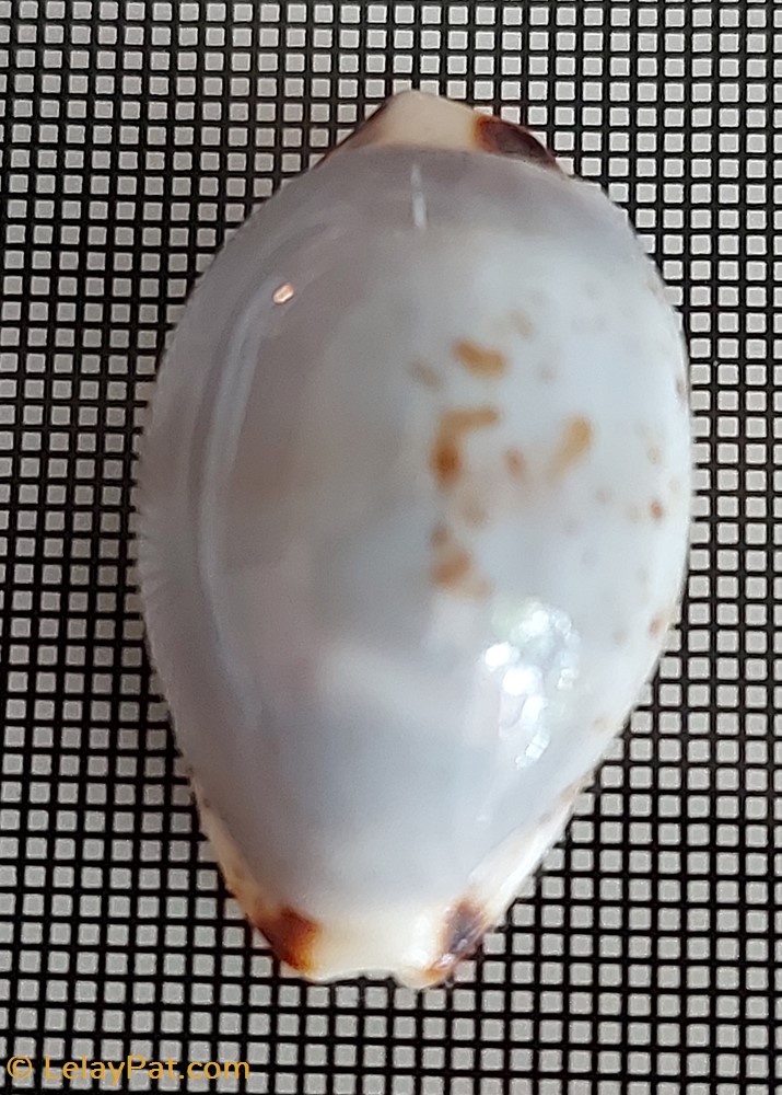 coquillage fossile gastropodum purpuradusta gracilis