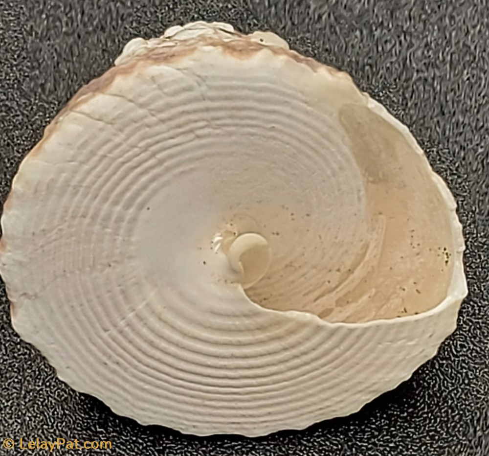 Tectus pyramis coquillage fossile gastropodum tectus pyramis