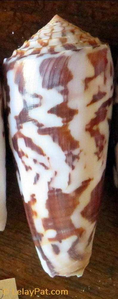 Conus gubernator coquillage fossile gastropodum conus gubernator